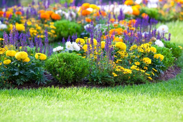 Flower Bed Maintenance in Novato