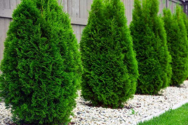 Arborvitae Planting in Novato