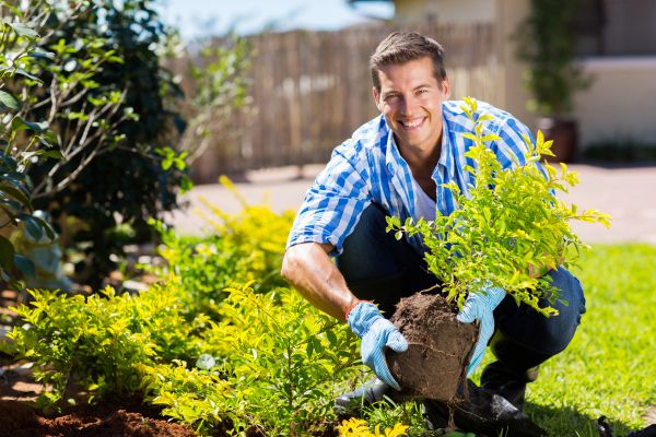 Bush Planting Service in Novato