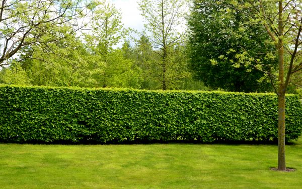 Hedge Planting in Novato