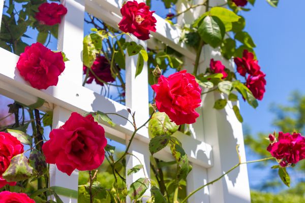 Home Gardening Service in Novato