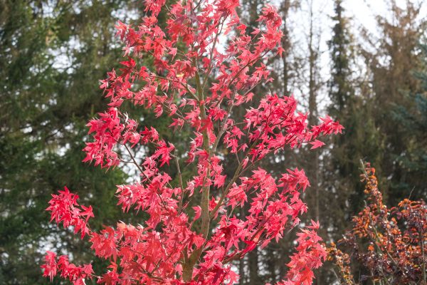Japanese Maple Planting in Novato