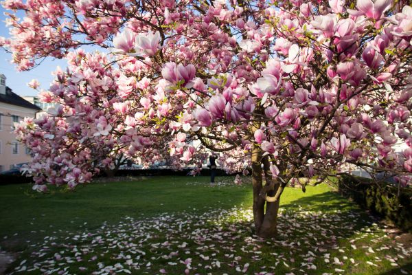 Magnolia Tree Planting in Novato
