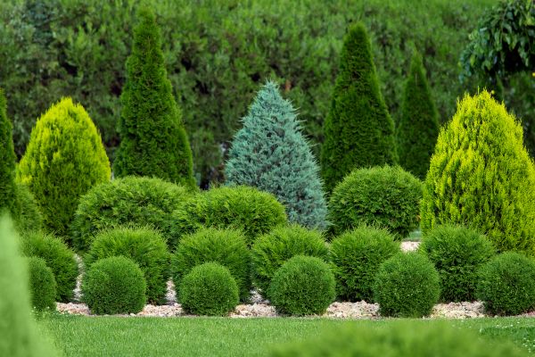 Shrub Replacement in Novato