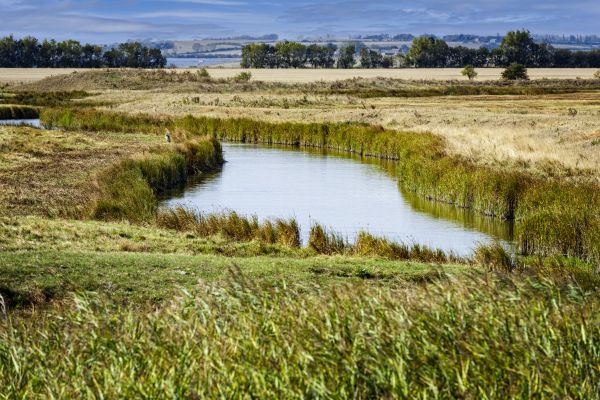 Swale Landscaping in Novato