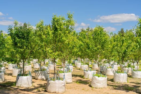 Tree Planting Service in Novato