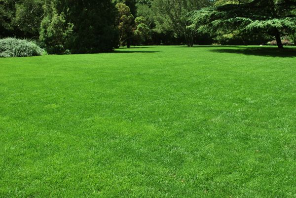 Lawn Landscaping in Novato