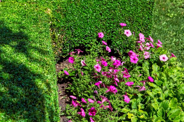 Softscaping Service in Novato