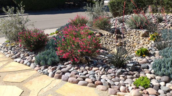 Xeriscape Landscaping in Novato