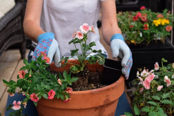 Plant Care Service in Novato