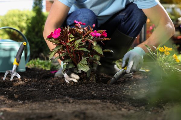 Plant Installation in Novato