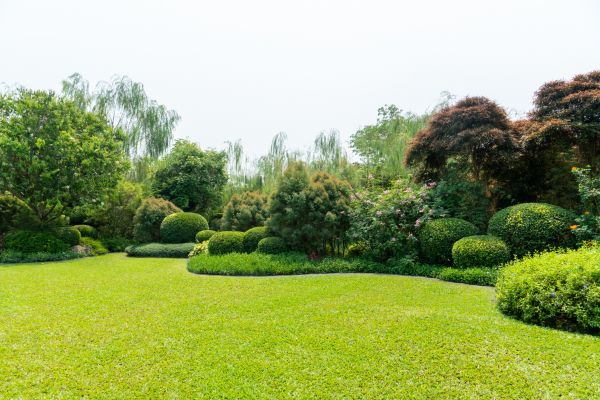Tree Landscaping in Novato