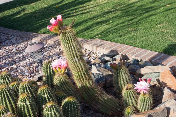 Desert Landscaping in Novato