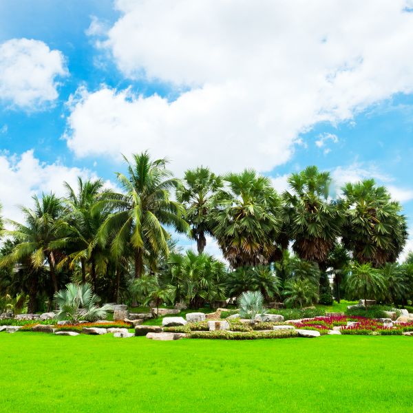 Tropical Landscaping in Novato