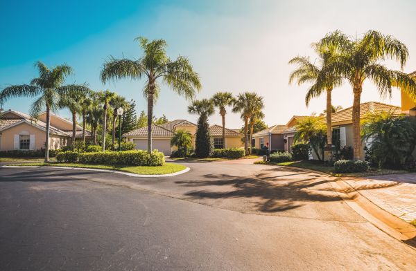 Palm Tree Landscaping in Novato
