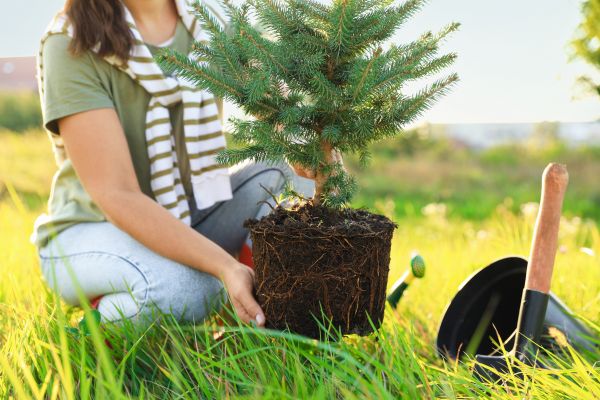 Spruce Tree Planting in Novato