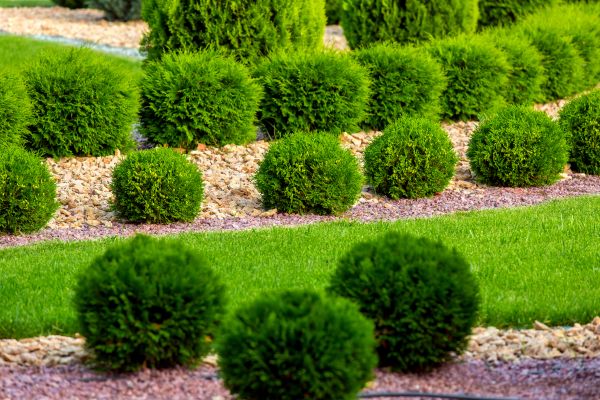 Bush Installation in Novato