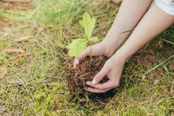 Oak Tree Planting in Novato