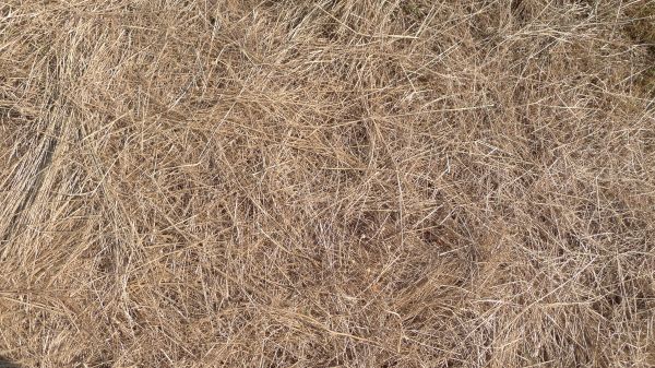 Pine Straw Replacement in Novato