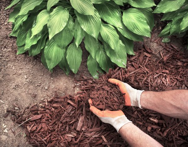 Bark Spreading in Novato