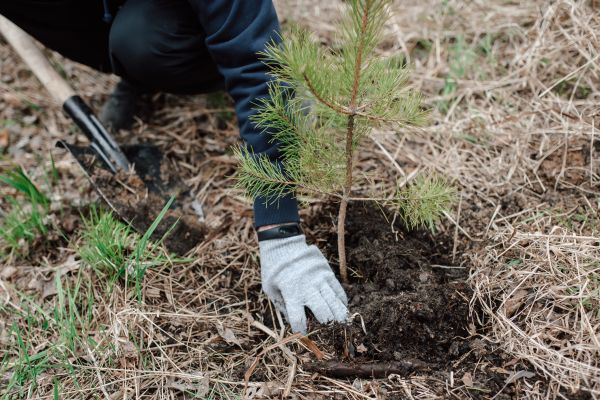 Pine Tree Planting in Novato