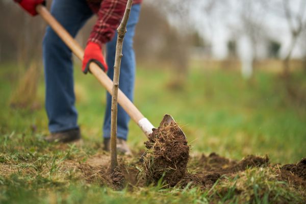 Trees Planting in Novato