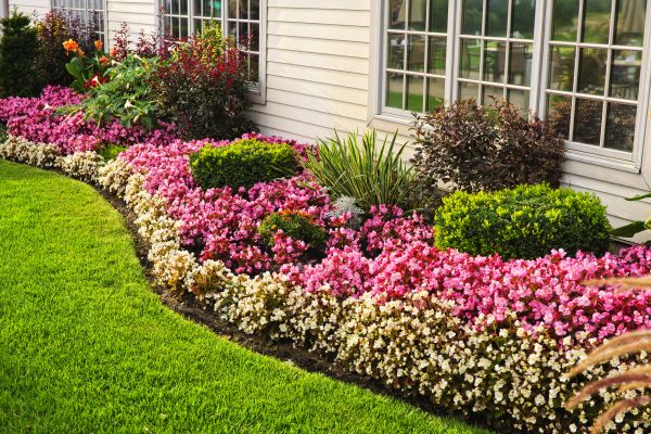 House Landscaping in Novato