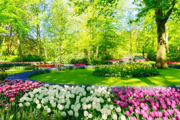 Flower Landscaping in Novato