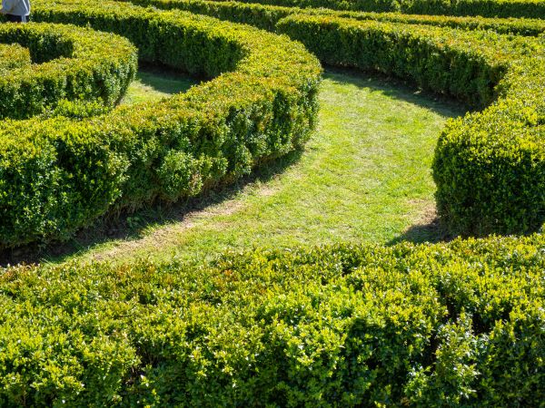 Bush Landscaping in Novato