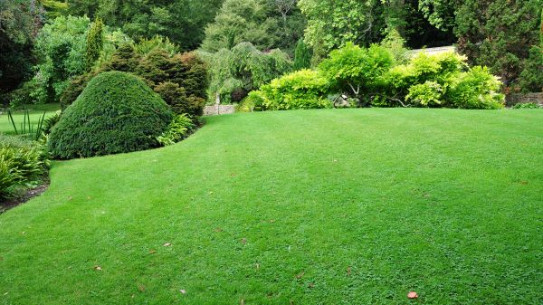 Commercial Landscape Design in Novato