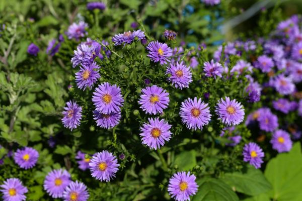 Perennial Flower Planting in Novato