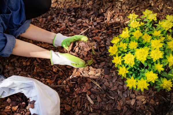 Plant Bed Mulching in Novato