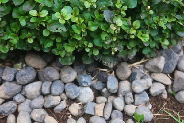 River Stone Installation in Novato