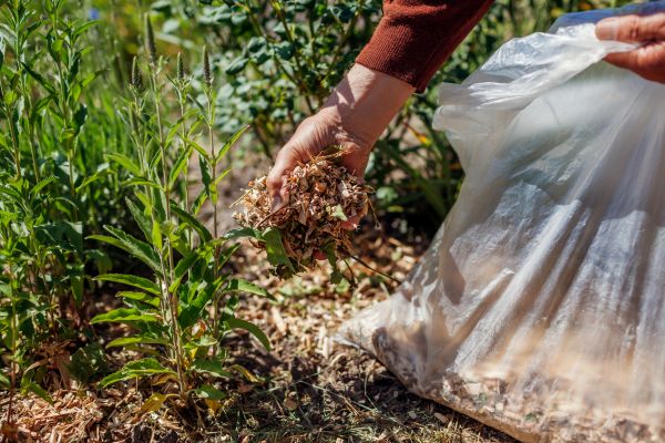 Wood Mulch Installation in Novato