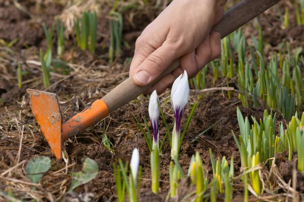 Flower Garden Weeding in Novato