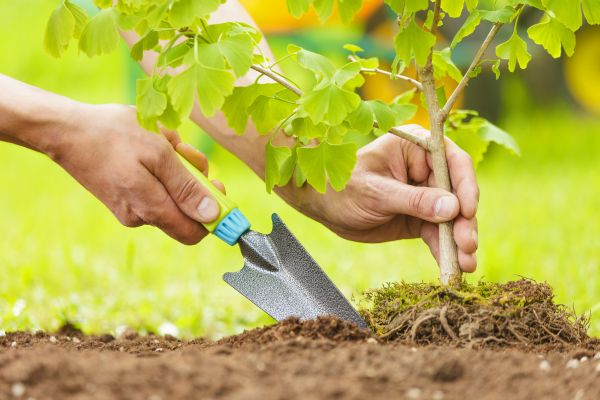 Fruit Tree Planting in Novato