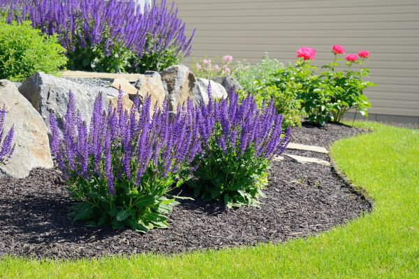 Landscape Planting Service in Novato