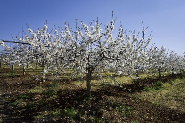 Orchard Planting in Novato