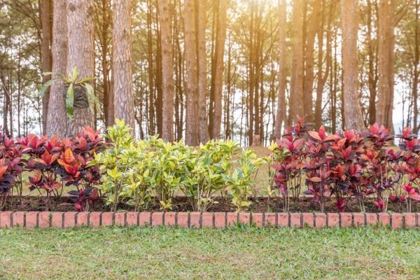 Small Garden Landscaping in Novato