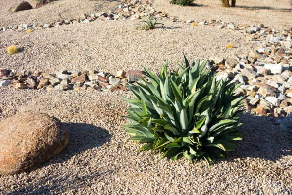 Xeriscaping Service in Novato