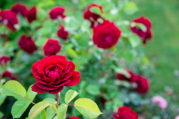 Rose Planting in Novato