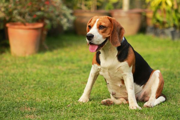 Dog Friendly Landscaping in Novato