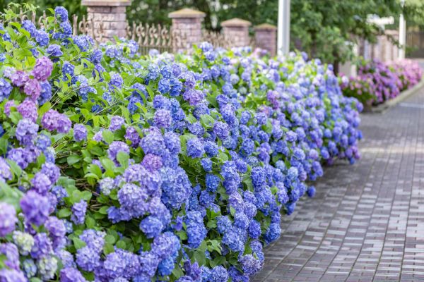 Hydrangea Landscaping in Novato
