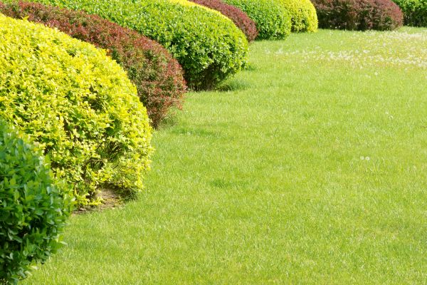 Shrubbery Planting in Novato