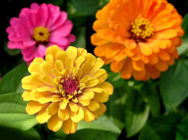 Zinnia Planting in Novato
