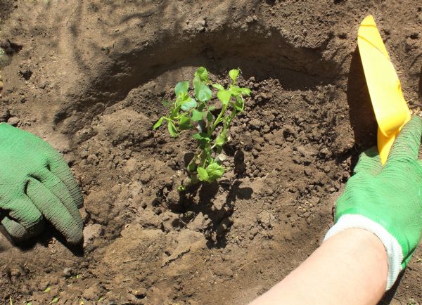 Rose Bush Planting in Novato