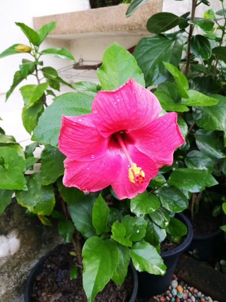 Hibiscus Planting in Novato