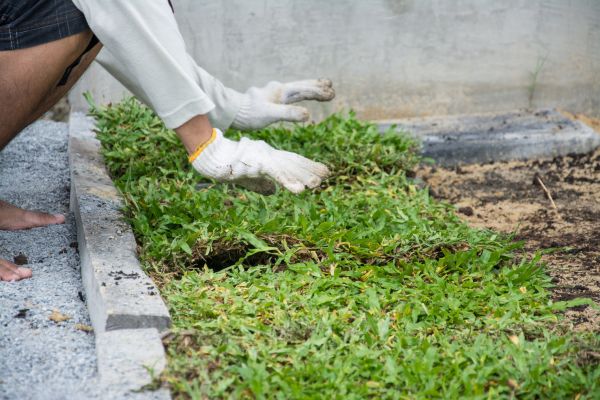 Ground Cover Planting in Novato