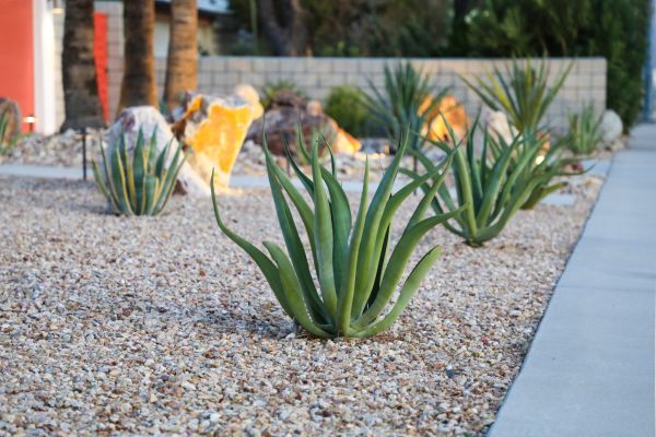 Drought Resistant Landscaping in Novato