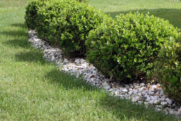 Boxwood Planting in Novato